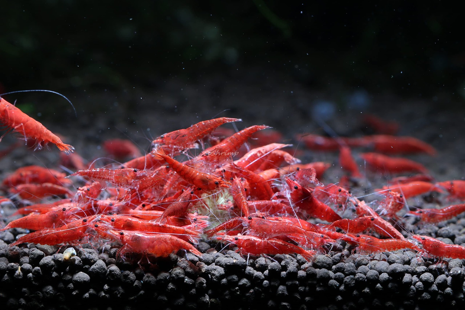 cherry shrimp for sale