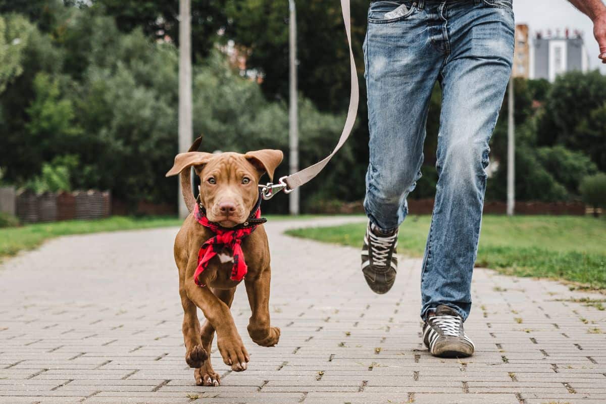 Obedience Training