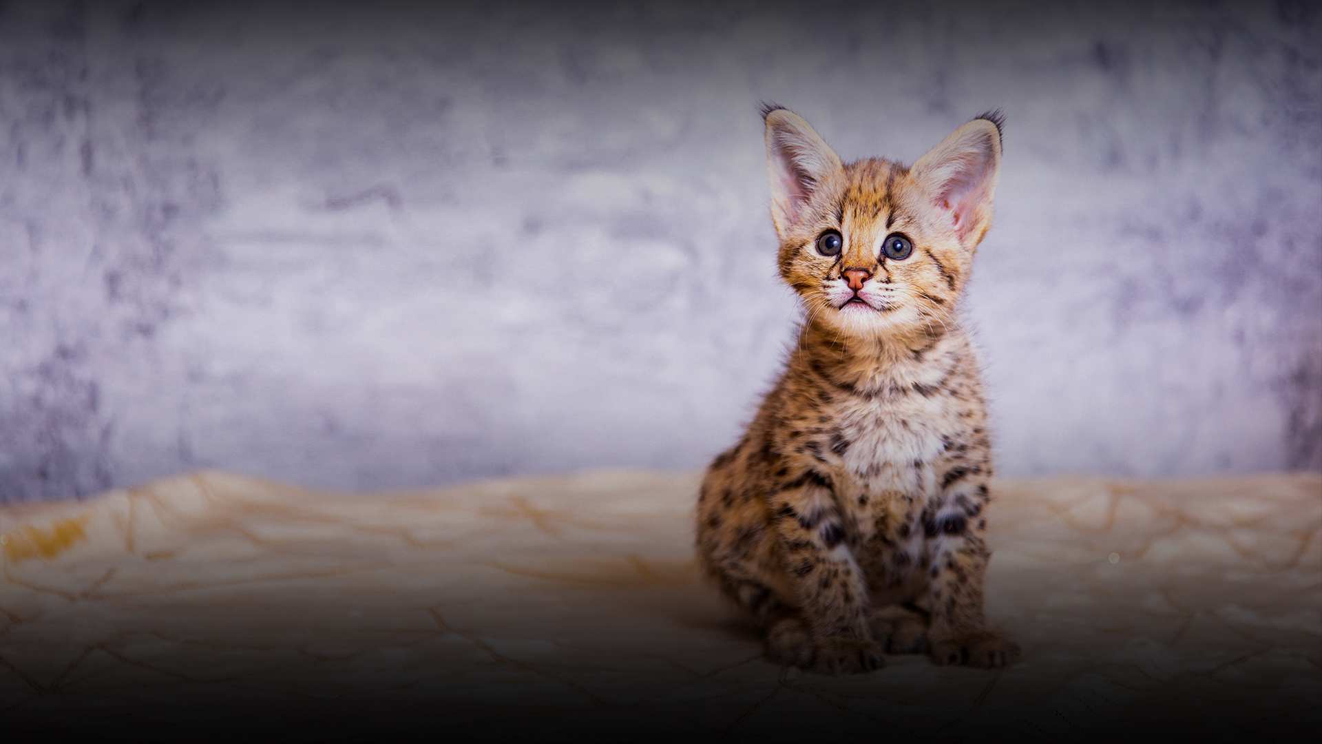 Savannah cats near Rocklin