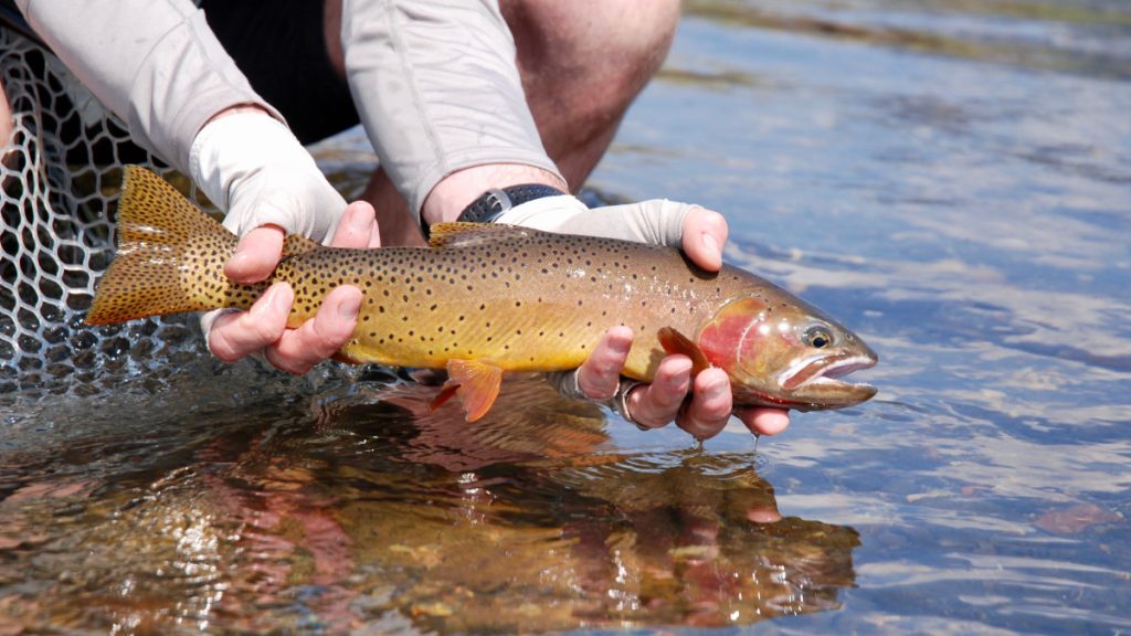 fly fishing accessories