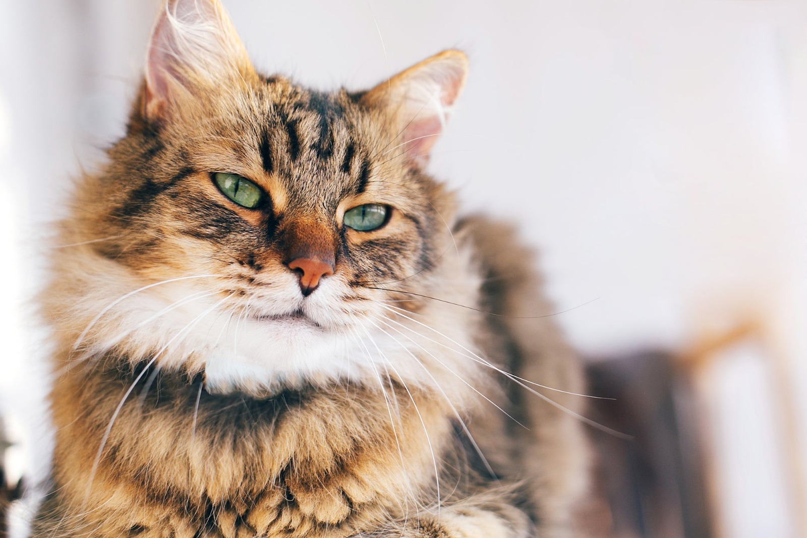 Maine Coon kittens for sale