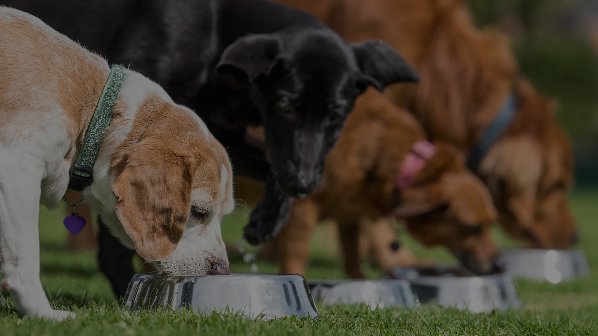 nature's blend dog food canada