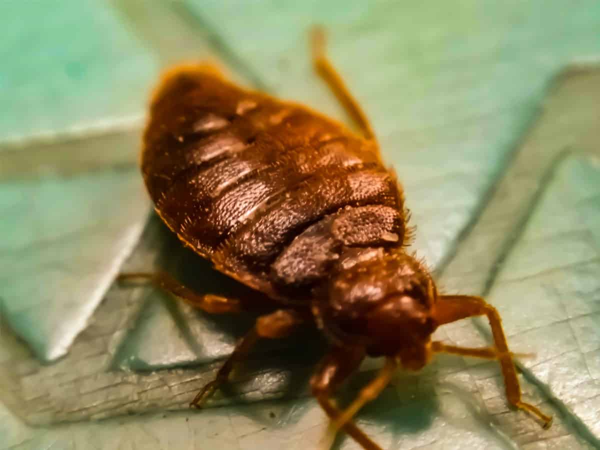 Bed bug services near me