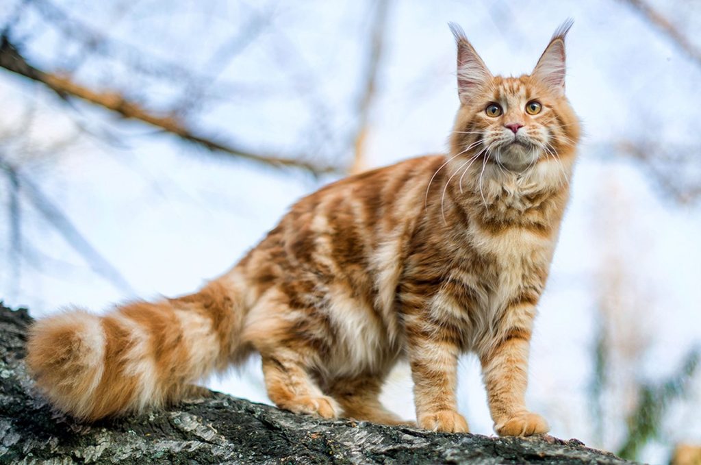 Maine Coon kittens for sale