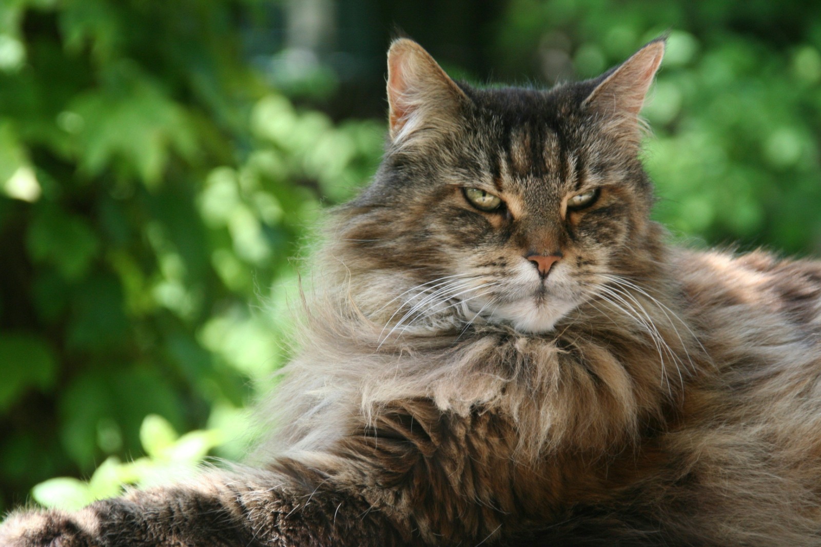 Maine Coon kittens for sale